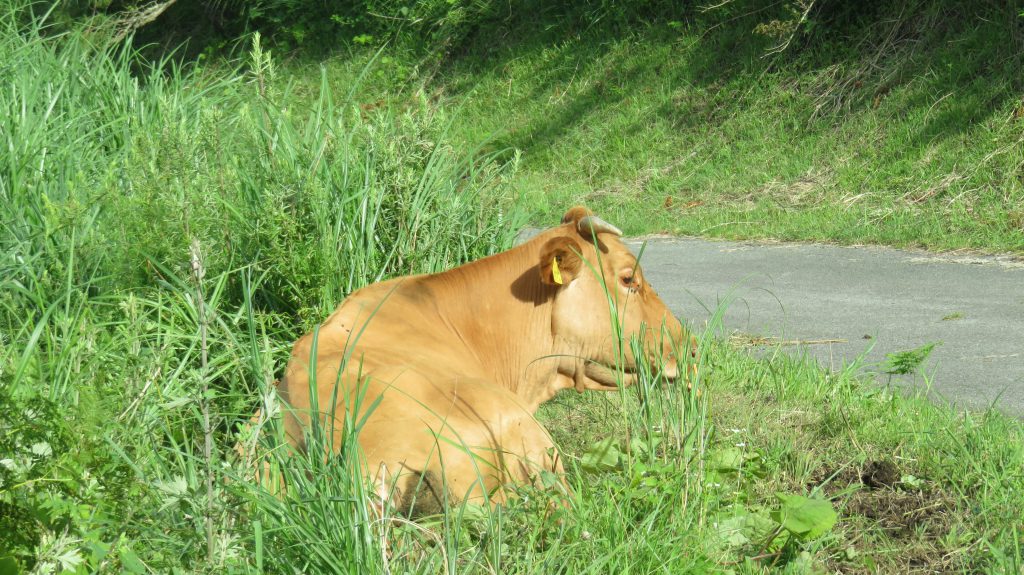 肥後の赤牛