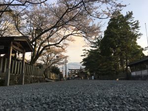 桜満開の参道から見える阿蘇山「高岳」